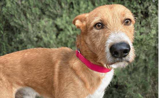 Help find Fuego a forever home